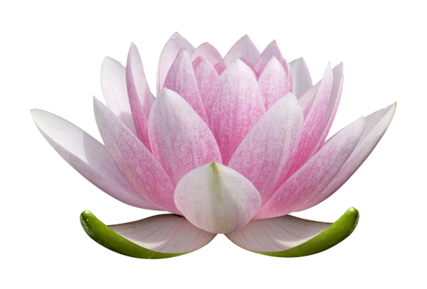 lotus_flower_PNG62-600